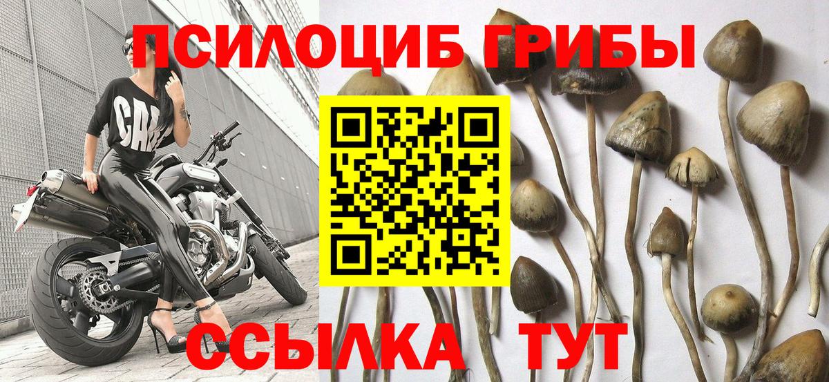 Видное  Псилоцибиновые грибы мухоморы  Галлюциногенные грибы GOLDEN TEACHER  Вход с VPN 